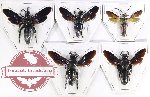 Scientific lot no. 393 Hymenoptera (Scoliidae) (5 pcs A, A-, A2)