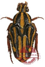 Ixorida (Mecinonota) venerea ssp. papuana