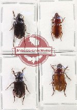 Scientific lot no. 702 Carabidae (4 pcs - 1 pc A2)