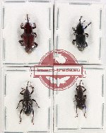Scientific lot no. 760 Curculionidae (4 pcs)