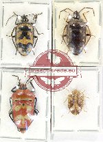Scientific lot no. 1102 Heteroptera (Scutellarinae) (4 pcs A, A-, A2)