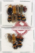 Scientific lot no. 482 Chrysomelidae (16 pcs)