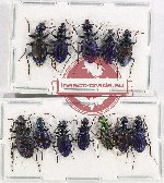 Scientific lot no. 699 Carabidae (12 pcs - 7 pcs A-/A2)