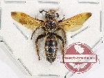 Scoliidae sp. 65 (A-)