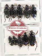 Scientific lot no. 691 Carabidae (10 pcs)