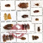 Homoptera Scientific lot no. 1 (23 pcs)