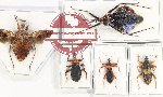 Scientific lot no. 100X Heteroptera (Reduviidae) (5 pcs - 2 pcs A2)