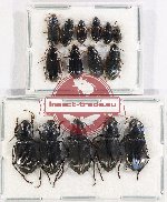 Scientific lot no. 693 Carabidae (15 pcs)