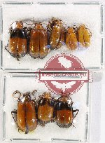 Scientific lot no. 497 Chrysomelidae (8 pcs)