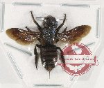 Megachile sp. 18 (5 pcs)