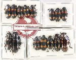 Scientific lot no. 150 Erotylidae (14 pcs A2)