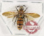 Scoliidae sp. 68 (3 pcs - 2 female + 1 male)