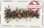 Scientific lot no. 750 Curculionidae (7 pcs)