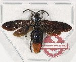 Scoliidae sp. 67