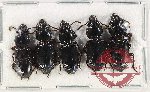 Scientific lot no. 690 Carabidae (5 pcs)