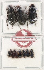 Scientific lot no. 688 Carabidae (10 pcs)