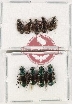 Scientific lot no. 695 Carabidae (9 pcs - 4 pcs A2)