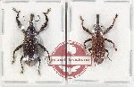 Scientific lot no. 761 Curculionidae (2 pcs - 1 pc A2)