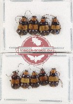 Scientific lot no. 501 Chrysomelidae (9 pcs)