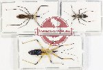 Scientific lot no. 1114 Heteroptera (Reduviidae) (3 pcs A-)