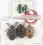 Scientific lot no. 1117 Heteroptera (5 pcs A2)