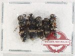 Scientific lot no. 439 Hymenoptera (5 pcs)