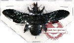 Xylocopa sp. 7 (A-)