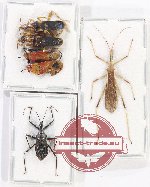 Scientific lot no. 1128 Heteroptera (6 pcs A, A-, A2)