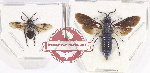 Scientific lot no. 441 Hymenoptera (2 pcs)