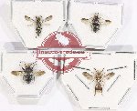 Scientific lot no. 443 Hymenoptera (4 pcs)