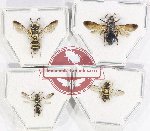 Scientific lot no. 442 Hymenoptera (4 pcs)