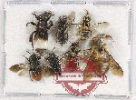 Scientific lot no. 449 Hymenoptera (7 pcs)