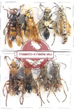 Scientific lot no. 452 Hymenoptera (8 pcs)