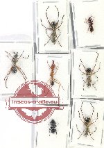Scientific lot no. 24 Formicidae (7 pcs)