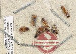 Scientific lot no. 131 Staphylinidae (7 pcs)