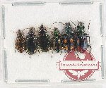 Scientific lot no. 715 Carabidae (6 pcs)