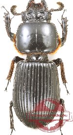 Passalidae sp. 44 (A2)