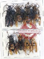 Scientific lot no. 451 Hymenoptera (8 pcs)