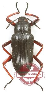 Tenebrionidae sp. 114 (A2)