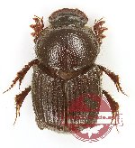 Onthophagus sp. 28 (5 pcs)