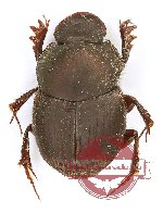 Onthophagus sp. 27