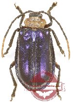 Chrysomelidae sp. 71