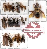 Scientific lot no. 2 Hymenoptera (20 pcs)
