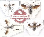 Scientific lot no. 8 Hymenoptera (4 pcs)