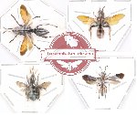Scientific lot no. 11 Hymenoptera (1 pc A-) (4 pcs)