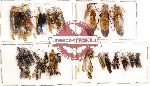 Scientific lot no. 19 Hymenoptera (30 pcs) (A,A-,A2)