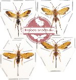 Scientific lot no. 40 - (Ichneumonidae) 4pcs (2pcs A2)