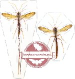 Scientific lot no. 45 - (Ichneumonidae)