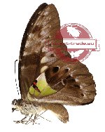 Graphium wallacei ssp. wallacei (A-)