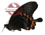 Papilio ascalaphus ssp. ascalaphus